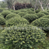 福建基地批發龜甲冬青 紅葉石楠球 產地直銷各種灌木球喬木地被