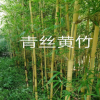 青絲黃竹福建觀賞竹基地直銷 黃金碧玉竹 羅漢竹等各種觀賞竹