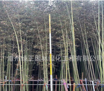 5米觀賞竹基地直銷高度2-7米觀賞竹 羅漢竹紫竹剛竹等各種竹子