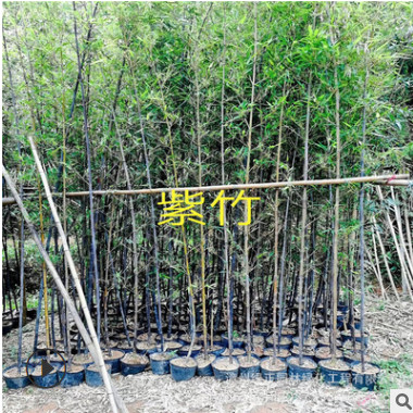 紫竹 福建觀賞竹基地直銷高度2-4米紫竹 小剛竹等各種觀賞竹