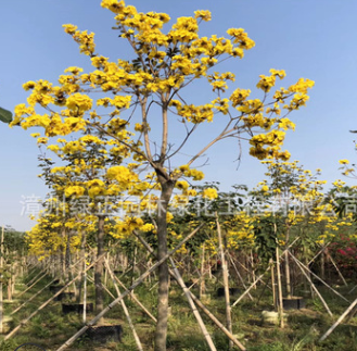 全冠黃花風鈴木福建產地直銷骨架黃花風鈴木紫花風鈴木 各種喬木
