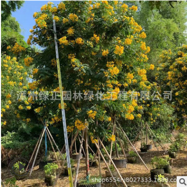 福建移植黃花槐基地批發精品黃花槐 叢生黃花槐各種規格黃花槐