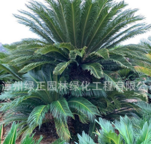 精品多頭鐵樹盆景種植基地直銷云南多頭蘇鐵鐵樹地栽批發各種鐵樹