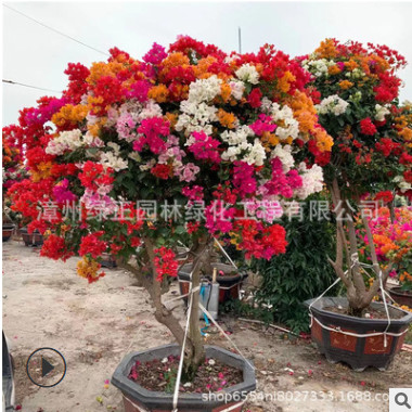 多色造型三角梅福建產地批發多色造型簕杜鵑五雀三角梅各種三角梅