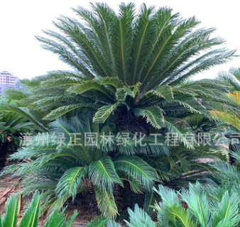 篦齒蘇鐵種植基地批發云南蘇鐵多頭蘇鐵 多頭鐵樹盆景各種鐵樹