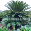 篦齒蘇鐵種植基地批發云南蘇鐵多頭蘇鐵 多頭鐵樹盆景各種鐵樹