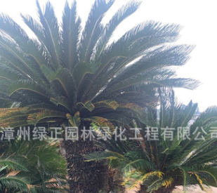 精品垂榕柱 垂葉榕柱 黃金垂榕 金葉垂榕柱花葉垂榕柱產地直銷