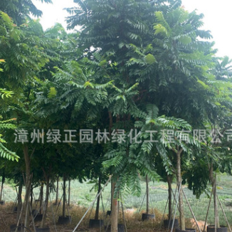 福建麻楝種植基地直銷15公分全冠麻楝 陰麻樹批發各種喬木