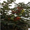 山東墨玉黑柿子樹苗 基地出售抗旱抗寒墨玉黑柿子樹苗