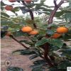 山東果樹基地適合南北方種植柿子苗 批發好的3公分柿子樹