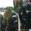 狐尾椰子 基地直銷 大王椰子 福建狐尾椰子 批發各種棕櫚植物