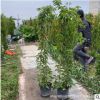 基地直銷炮仗花專業種植 各種炮仗藤報價 爬藤植物批發 攀援植物