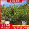 美花紅千層綠化樹苗 工程景觀美花紅千層 多規格定制