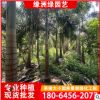 庭院園林狐尾椰子地載苗 各種規格狐尾椰子綠化苗木
