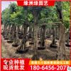全冠小葉榕樹 園林景觀用風景樹 景觀樹價格 小葉榕基地