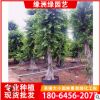 福建景觀榕批發(fā)基地直銷 小葉榕樹樁 小葉榕樁景 榕樹樁頭