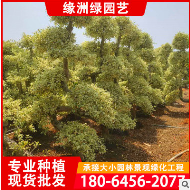 福建星光榕價格 星光榕樁景 多種造型 種植基地批發