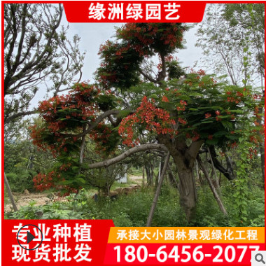 福建鳳凰木種植基地 鳳凰木景觀樹 庭院園林鳳凰木