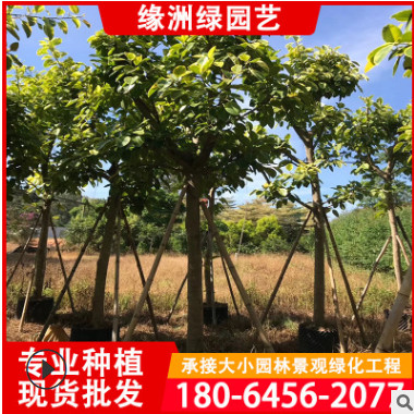 福建富貴榕 富貴榕園林景觀樹 綠化工程供應 基地批發