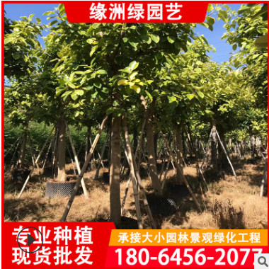 景觀樹大王椰子價格 綠化工程樹大王棕批發 基地樹苗地載