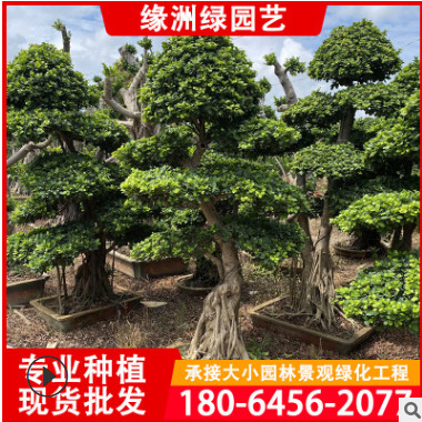 小葉榕樁景 庭院樹小葉榕造型 福建小葉榕批發基地