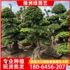 小葉榕樁景 庭院樹小葉榕造型 福建小葉榕批發基地