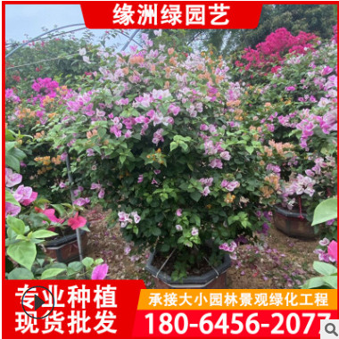 三角梅盆苗 三角梅球基地直銷 批發各種 造型三角梅球