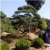 山東泰安造型松造型油松造型黑松造型景松泰山景松迎客松基地價格