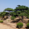 造型油松基地價格圖片批發(fā)種植綠化樹苗工程苗行情移栽苗成活率高