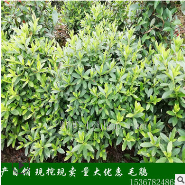 地苗杯苗袋苗杜鵑 春鵑球毛鵑 映山紅基地直銷各種花卉植物