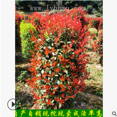 苗圃低價直銷常綠灌木彩葉灌木造型石楠柱 紅葉石楠柱價格