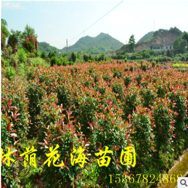 產地批發綠化苗木觀賞花卉植物茶梅球 別墅用茶梅樹 茶梅苗