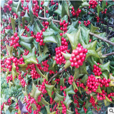 基地綠化苗木常綠喬木枸骨 鳥不宿 有刺枸骨球批發 規格齊全