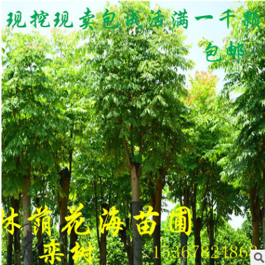 基地直銷綠化景觀樹落葉喬木欒樹 欒樹苗 湖南欒樹價格 規格全