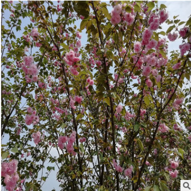 哪有綠化苗木花卉植物落葉喬木工程苗行道樹櫻花賣 林蔭花海批發