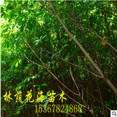 廠家低價直銷常綠喬木杜英樹苗 行道樹 風景樹 量大優惠