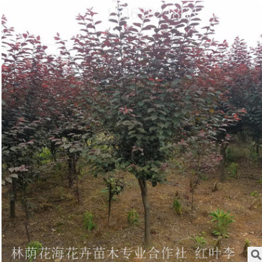 農戶直銷花灌木杜鵑春鵑球毛杜鵑別墅庭院綠籬植物量大優惠