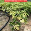 澳洲鴨腳木批發(fā)  花葉鴨腳木  品種齊全  產(chǎn)地直銷