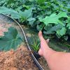 春羽室內(nèi)植物盆栽  綠化墻凈化空氣辦公盆栽