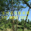 供應樸樹 北方樸樹 落葉性樸樹產地直銷綠化風景樹 喬木
