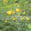 批發(fā)黃花槐樹苗 道路綠化 金邊黃花槐樹苗 基地直銷