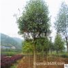 基地直銷樂昌含笑 園林綠化喬木 湖南景葉白蘭樹價(jià)格