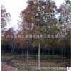 北美楓香樹(shù)苗批發(fā) 庭院觀賞色塊綠化喬木 楓香小苗規(guī)格齊全