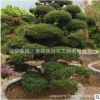 五針?biāo)删吩煨蜆?shù)園林觀賞植物行道點(diǎn)綴四季常青規(guī)格齊全五針?biāo)?/></a>
<div><a href=