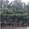 馬褂木樹苗批發工程綠化苗木速生鵝掌楸 園林精品盆栽馬褂木