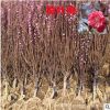 榆葉梅樹苗批發 庭院盆栽花卉 精品盆景嫁接榆葉梅綠化苗木