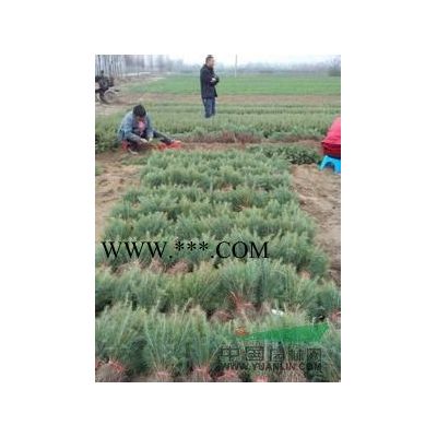 2021年江蘇南京3米4米5米6米雪松報價多少