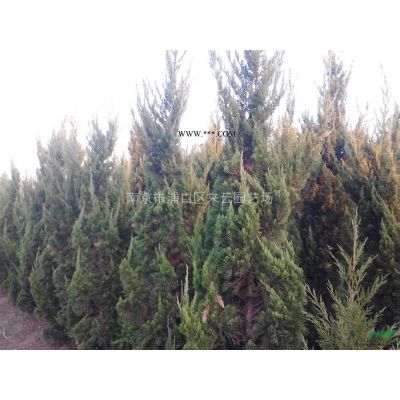 2020雪松降價拋售，雪松苗圃直銷