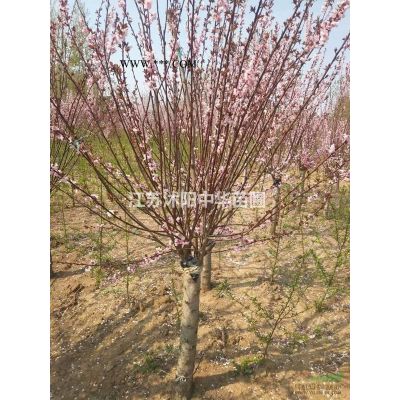 大量供應、大小規格的雪松1米到5米的都有了。