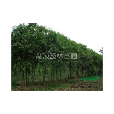 南京地區(qū)大量供應(yīng)5米雪松  江蘇5米雪松*新報(bào)價(jià)